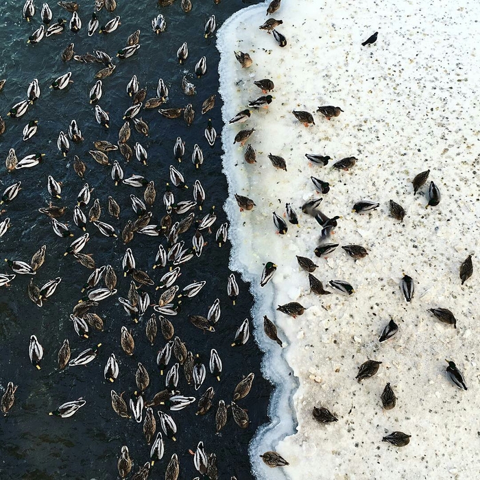 Yin Yang ) - Water, Snow, The photo, Mallard duck, Entertaining