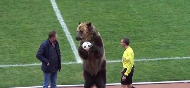 The bear will work at the opening match of the 2018 World Cup - 2018 FIFA World Cup, , The Bears, Animals, Stadium, Sport, Football, The photo