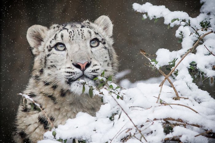 Snow leopards - cat, Wild animals, Snow Leopard, Longpost