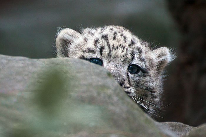 Snow leopards - cat, Wild animals, Snow Leopard, Longpost