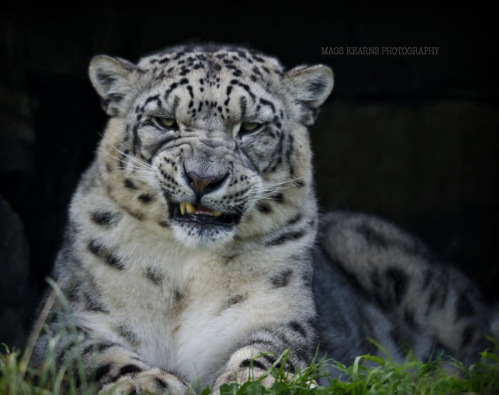 Snow leopards - cat, Wild animals, Snow Leopard, Longpost