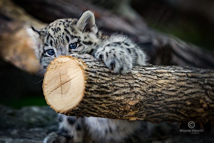 Snow leopards - cat, Wild animals, Snow Leopard, Longpost