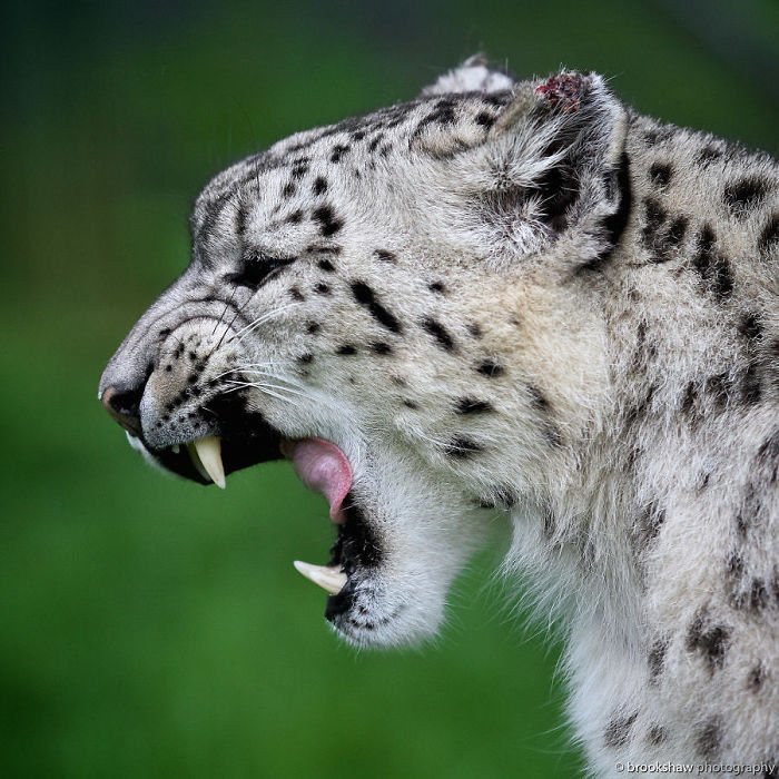 Snow leopards - cat, Wild animals, Snow Leopard, Longpost