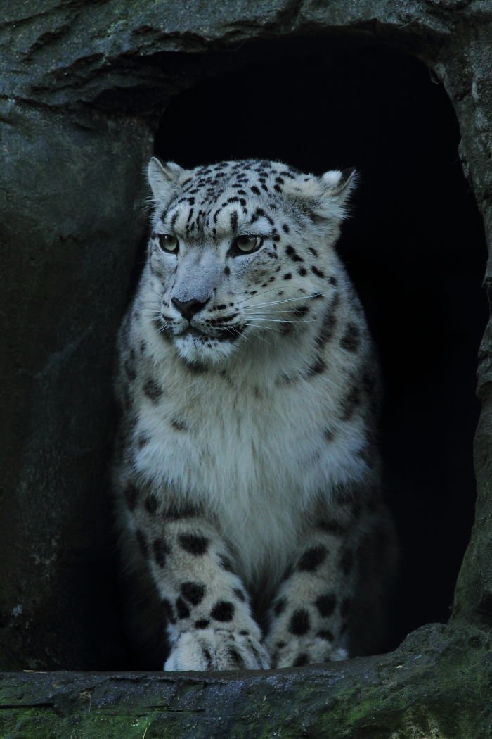 Snow leopards - cat, Wild animals, Snow Leopard, Longpost