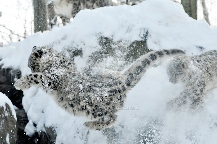 Snow leopards - cat, Wild animals, Snow Leopard, Longpost