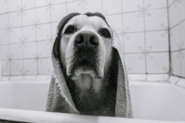 Nice and clean boy - My, Labrador, Dog, The photo