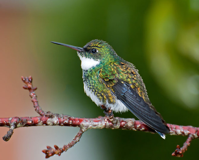 The most beautiful types of hummingbirds - Longpost, Hummingbird, Birds, Nature, Milota, The photo