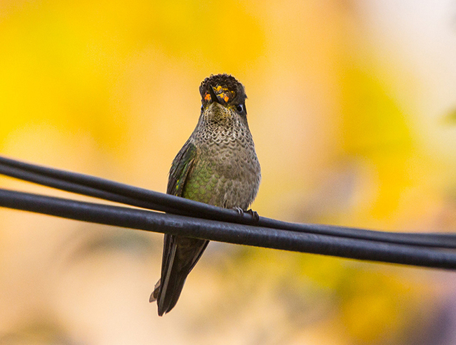 The most beautiful types of hummingbirds - Hummingbird, Birds, Nature, The photo, Milota, Longpost