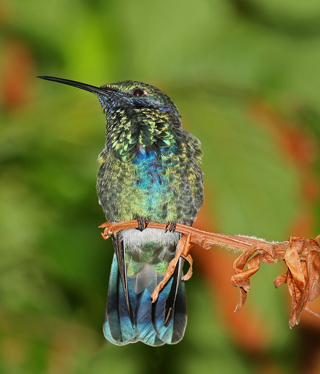 The most beautiful types of hummingbirds - Hummingbird, Birds, Nature, The photo, Milota, Longpost