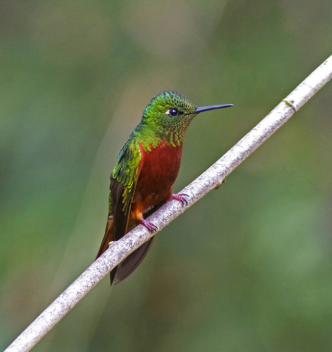 The most beautiful types of hummingbirds - Hummingbird, Birds, Nature, The photo, Milota, Longpost