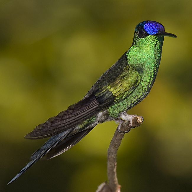 The most beautiful types of hummingbirds - Hummingbird, Birds, Nature, The photo, Milota, Longpost