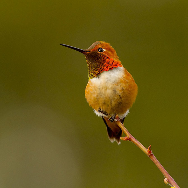 The most beautiful types of hummingbirds - Hummingbird, Birds, Nature, The photo, Milota, Longpost