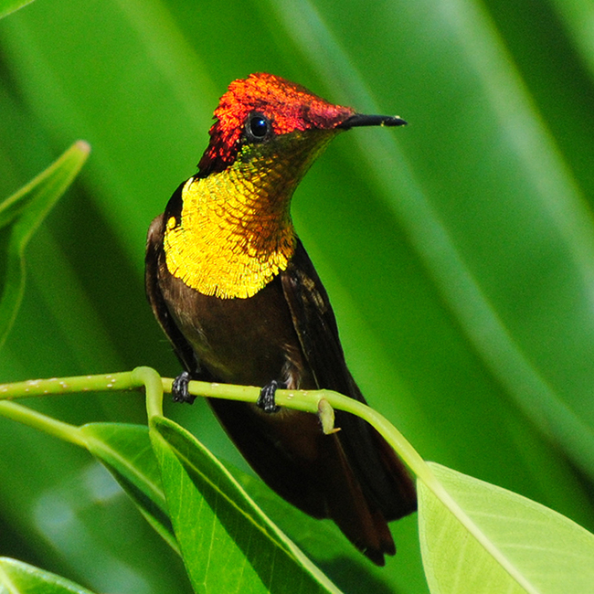 The most beautiful types of hummingbirds - Hummingbird, Birds, Nature, The photo, Milota, Longpost