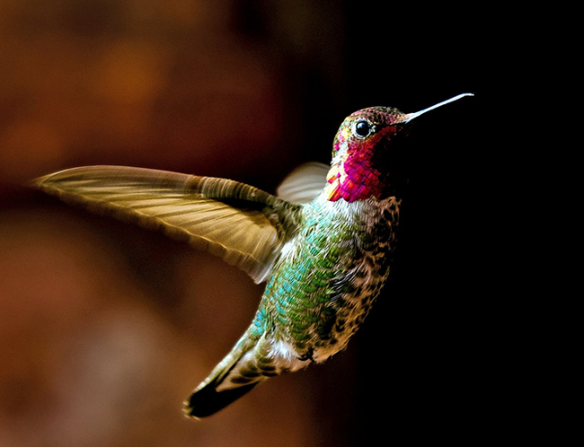 The most beautiful types of hummingbirds - Hummingbird, Birds, Nature, The photo, Milota, Longpost