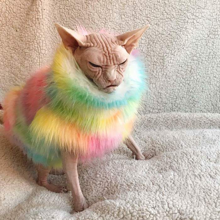 Sphinx in rainbow sweater - Reddit, Sphinx, cat, The photo