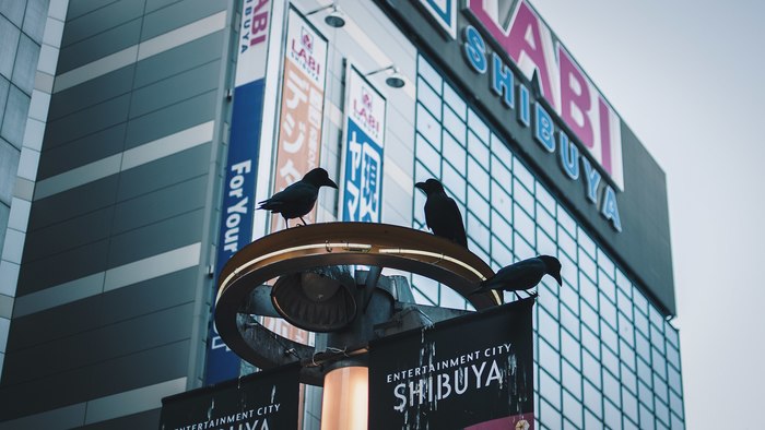 Crows - My, Japan, Crow, Garbage, The photo