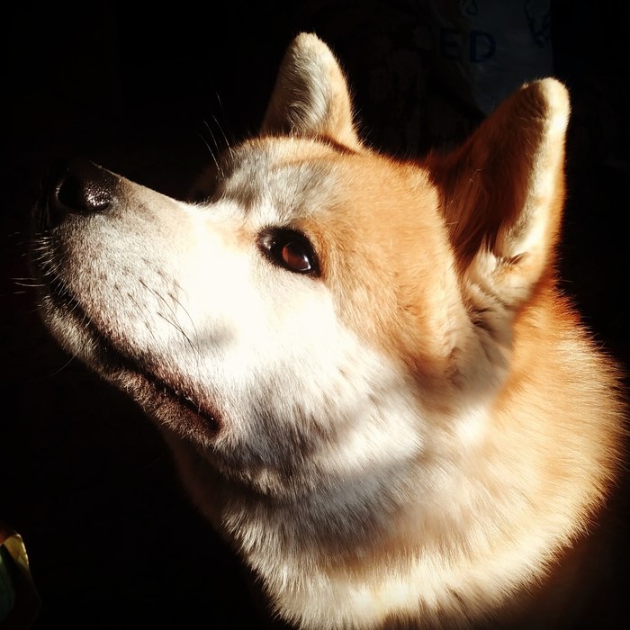 Renaissance Dog Akita Inu - My, Dog, Akita inu, , Dog lovers, Dog breeding