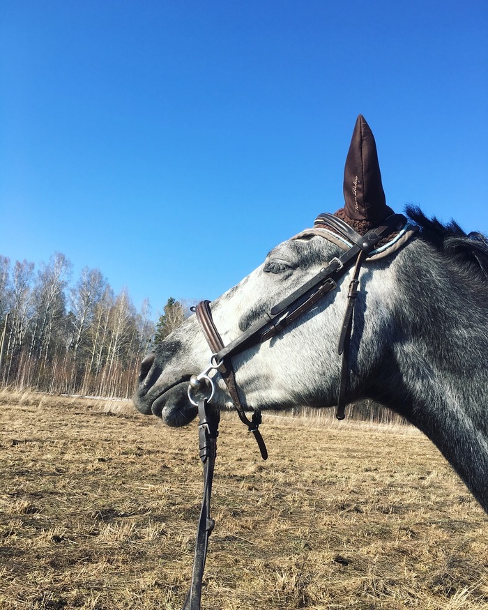 springaaaa - Horses, Spring, Prokopyevsk, Kemerovo region - Kuzbass, Longpost