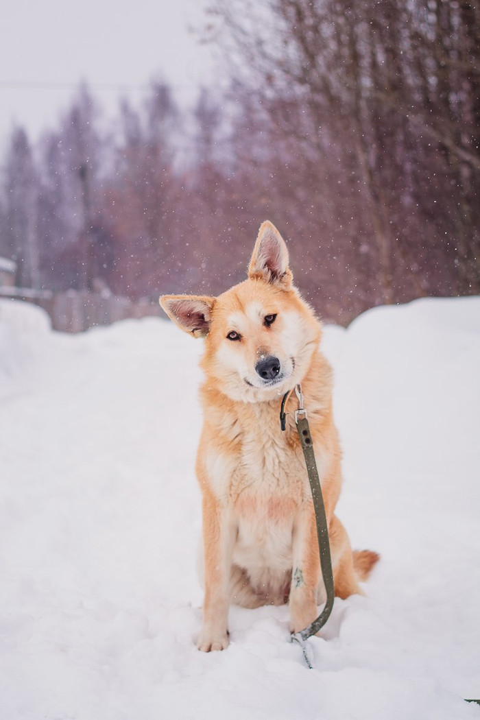 Yellow dogs: Goldie - My, Bfbbim, Dog, Animals, Walking, In good hands, Video, Longpost