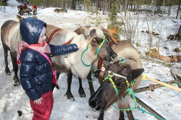 See a deer, visit a reindeer herders camp and ride in a huge wooden sleigh - Deer, Longpost, North, Venison, Deer, Nenets, Travels, My