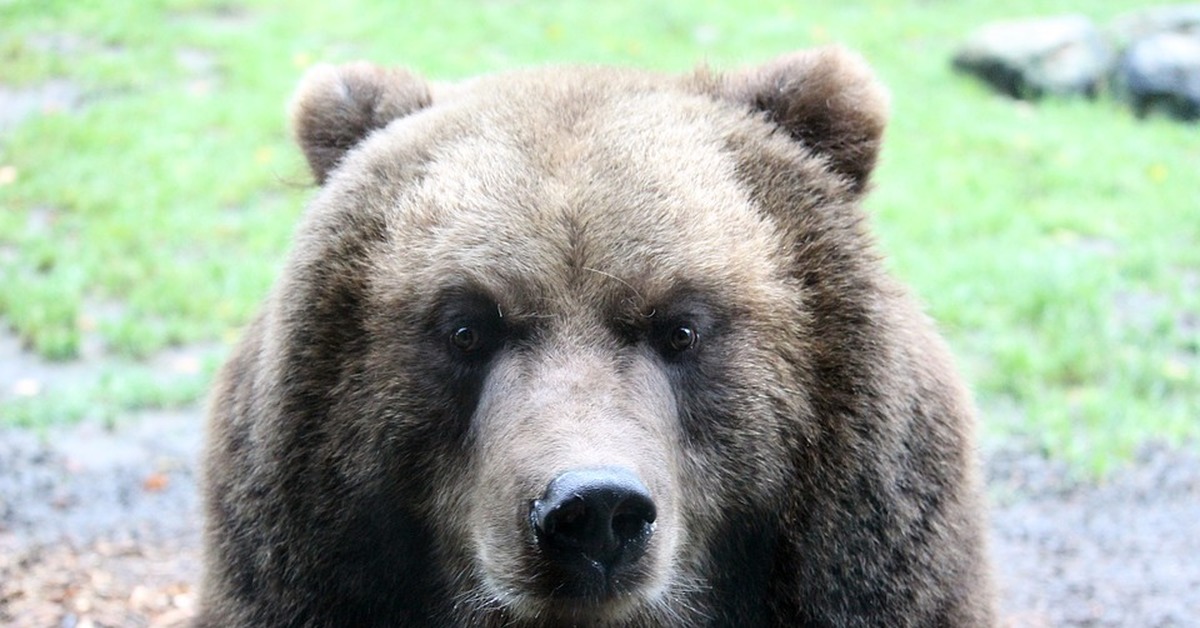 Медведь анфас
