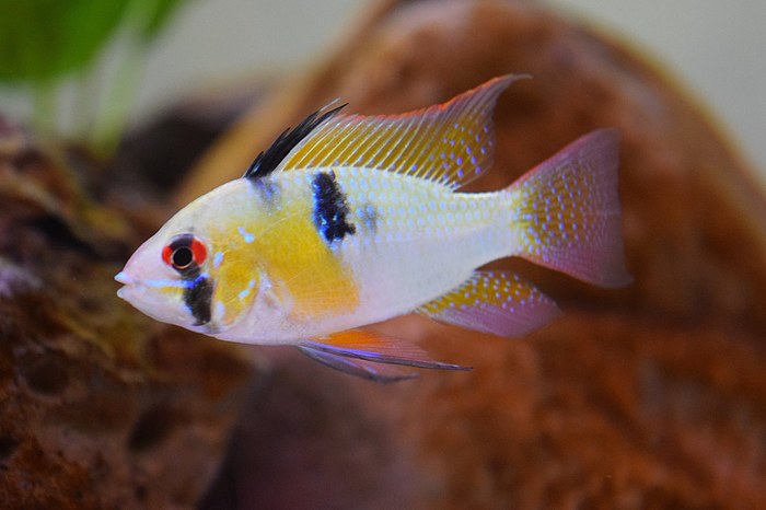 Mikrogeophagus Ramirezi
