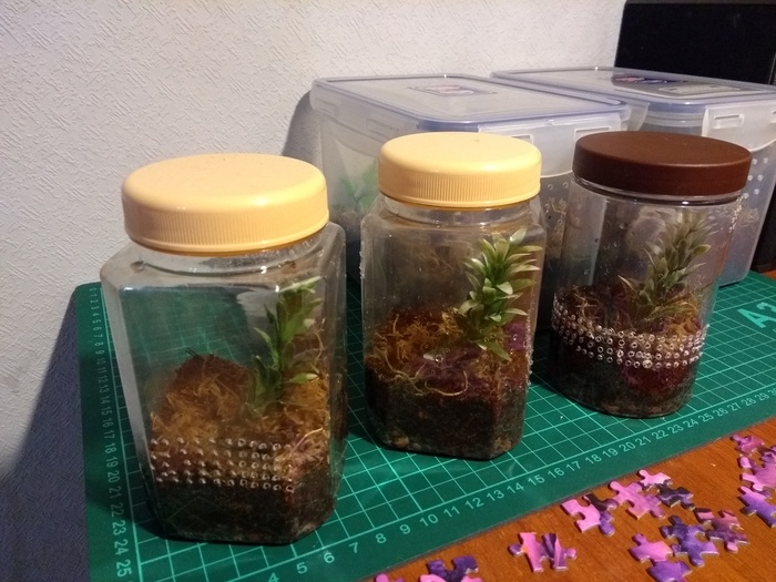 Small dwellings for small spiders - My, Terrarium, Terrariumistics, With your own hands, Bird spiders, Pets, Do it yourself, Longpost