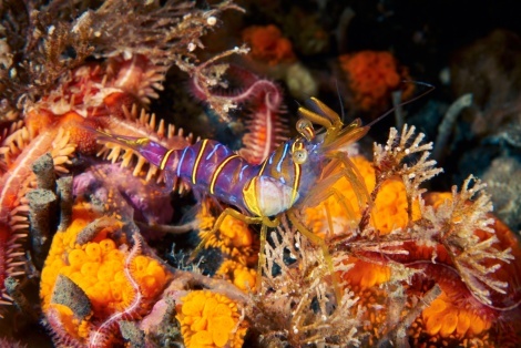 Who lives at the bottom of the ocean? - Marine life, Arctic, Ocean, Longpost