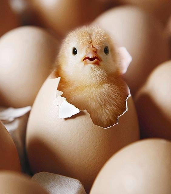 Hatched - The photo, Chickens