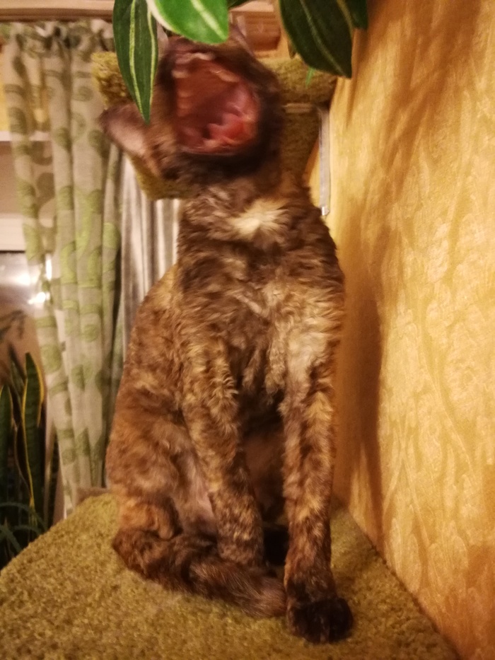 Домашняя крокодила