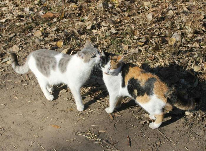 Kiss on the cheek - My, cat, Kiss, Tricolor cat, Milota Two Cats, Leaves, Fallen leaves, Milota, Catomafia, Autumn leaves