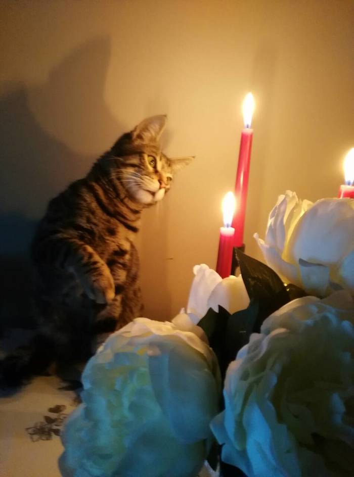 First encounter with fire - Fire, Candle, cat