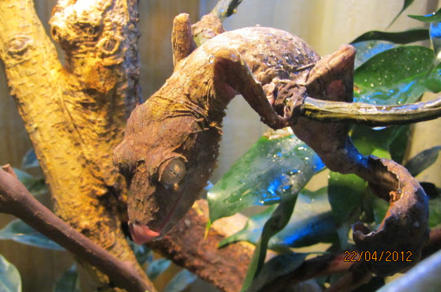 About the terrarium or how my husband believed in the drum - My, Terrariumistics, Chameleon, Gecko, Frogs, Life stories, Video, Longpost