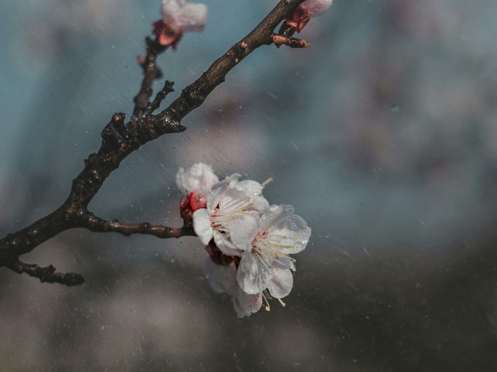 Spring - My, The photo, Flowers, Photographer, Spring, My, Cherry