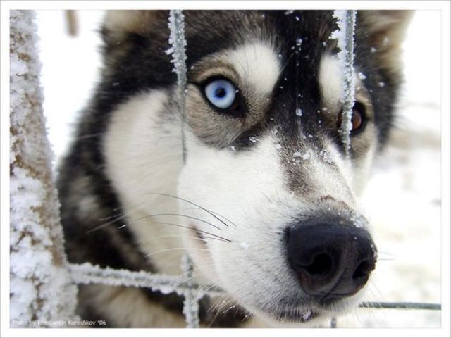 amazing husky - Husky, Dog, The photo, Longpost