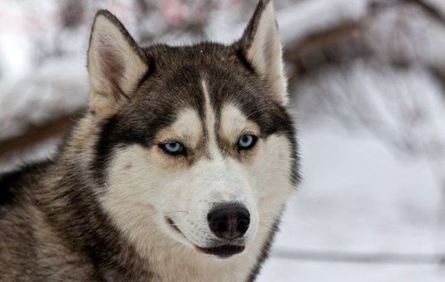 amazing husky - Husky, Dog, The photo, Longpost