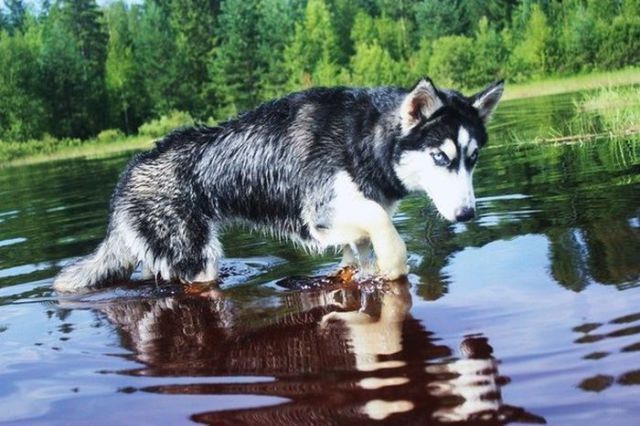 amazing husky - Husky, Dog, The photo, Longpost