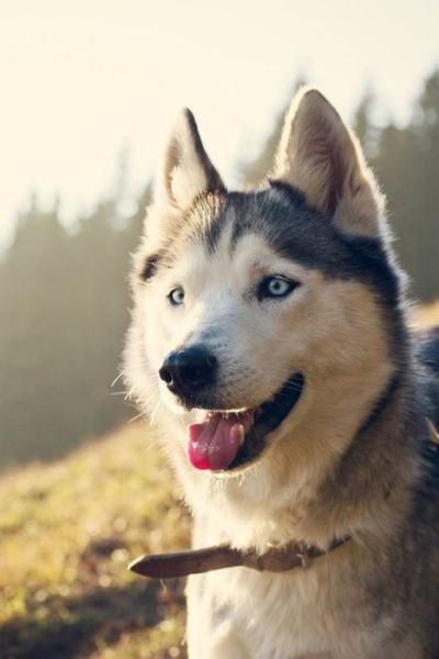 amazing husky - Husky, Dog, The photo, Longpost