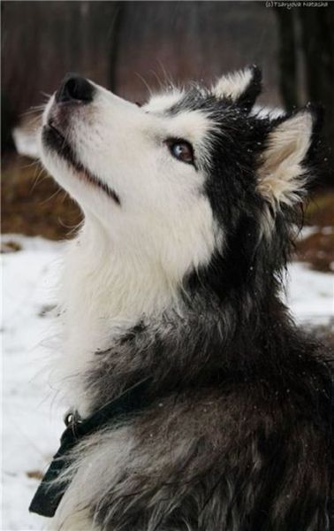 amazing husky - Husky, Dog, The photo, Longpost