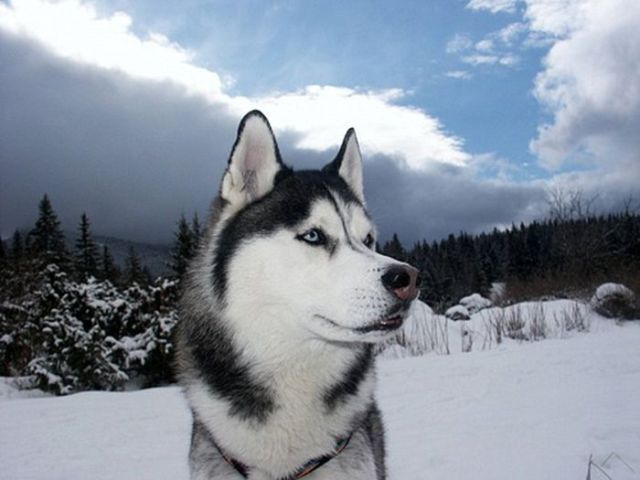 amazing husky - Husky, Dog, The photo, Longpost