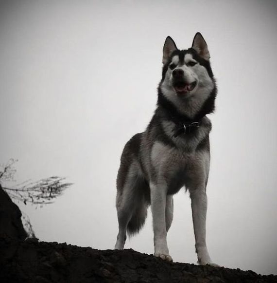 amazing husky - Husky, Dog, The photo, Longpost