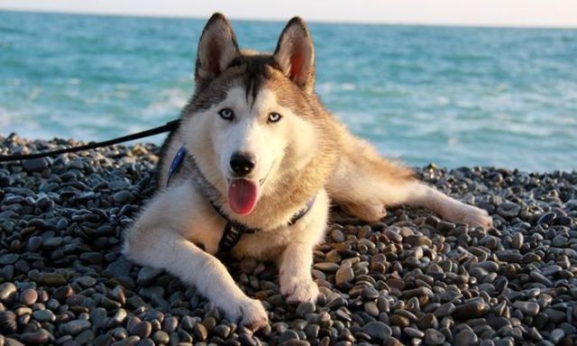 amazing husky - Husky, Dog, The photo, Longpost