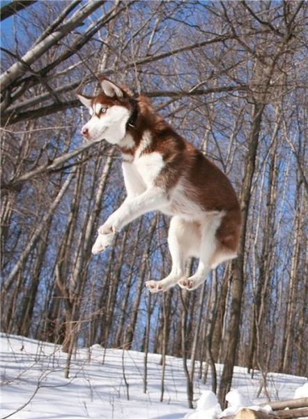 amazing husky - Husky, Dog, The photo, Longpost