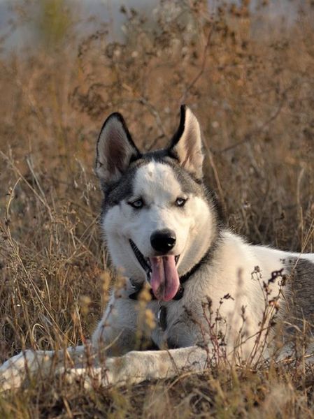 amazing husky - Husky, Dog, The photo, Longpost