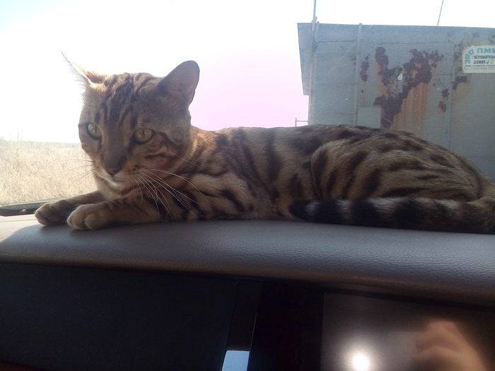 Chelyabinsk!!! Bengal cat found - My, Lost, Chelyabinsk, Bengal cat, Longpost, cat, The photo, Help, No rating