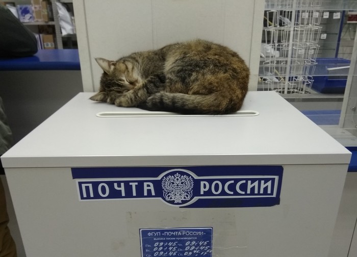 postman cat - Post office, My, Milota, cat