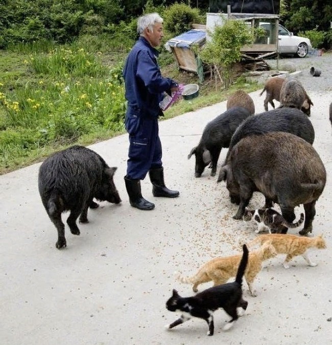 Японский фермер Наото Мацамура япония, человечность, ответственность, Животные, радиация, длиннопост