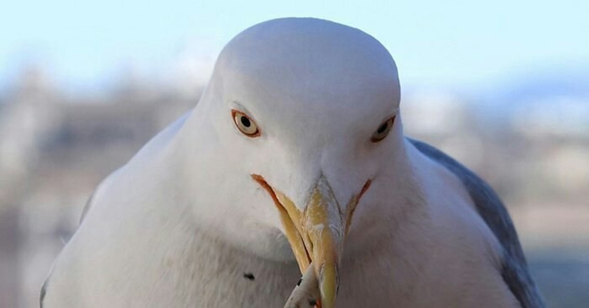 Ex Lax Seagulls