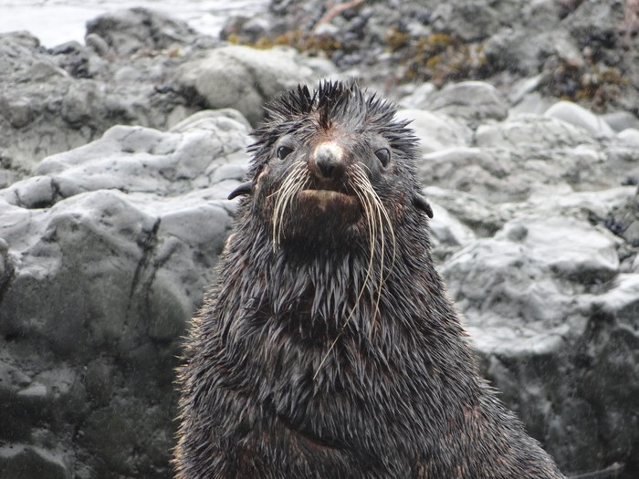 Rock star with flippers - My, Marine life, Nature, Longpost, Kamchatka, 