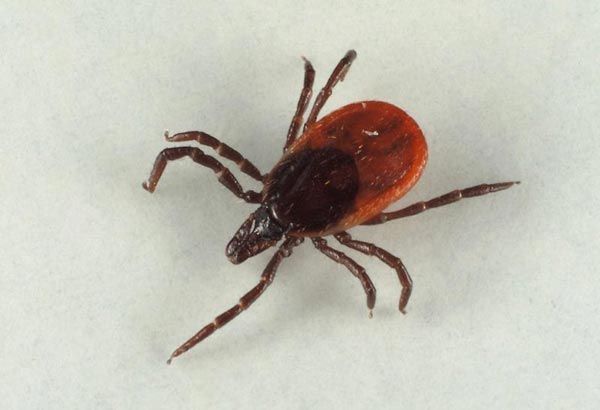 A child in the Ivanovo region was bitten by an encephalitis tick, and there is no necessary medicine in the region. - Ivanovo region, Tick-borne encephalitis, Medications, Deficit